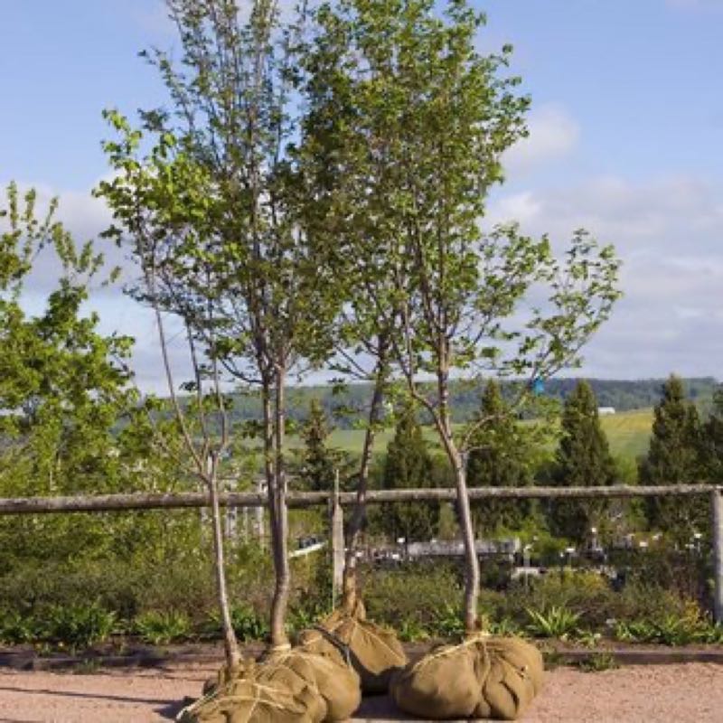 {SERVICE_NAME} project in Carrollton