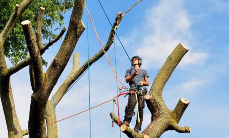 Canopy Trimming in Carrollton