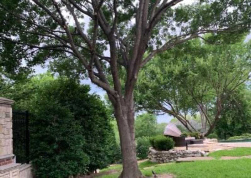 Tree Trimming in Carrollton