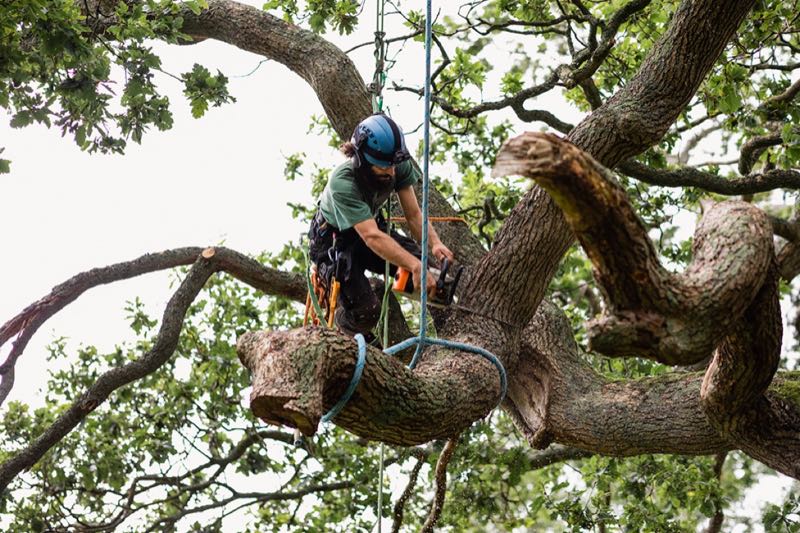 Tree Removal in Carrollton