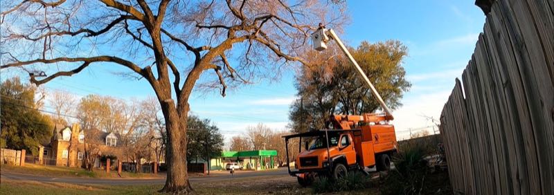 Large Oak Trimming in Carrollton